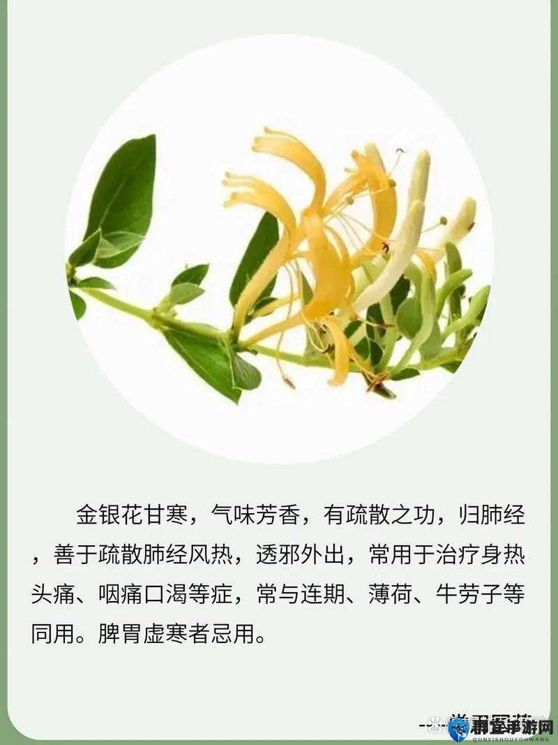 通水管 TXL 金银花：独特草药的神奇功效与故事