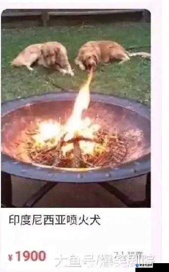 整点阳间的东西是什么梗之详细解读与相关探讨