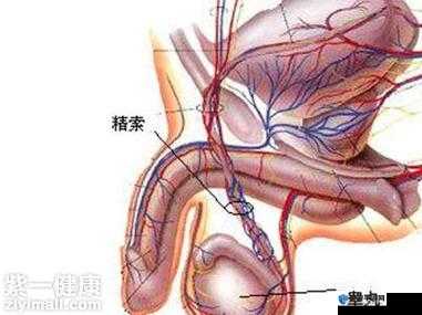 看完小视频感觉睾丸发胀咋回事：原因剖析与应对之策